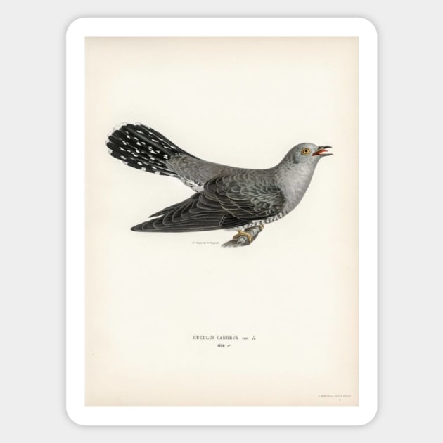 Common cuckoo-male (cuculus canorus) illustrated by the von wright brothers Sticker by Donkeh23